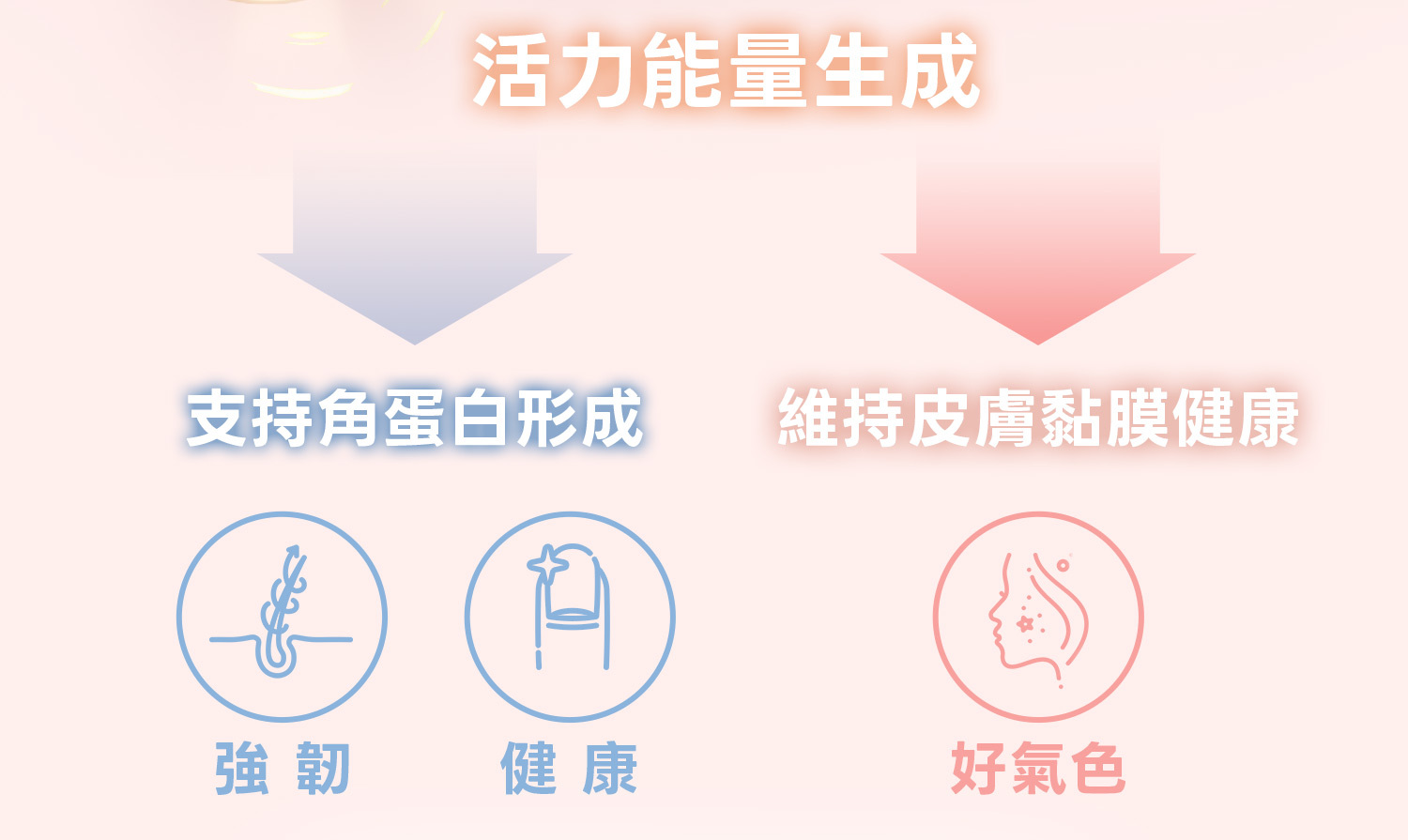 4-DHC持續型生物素