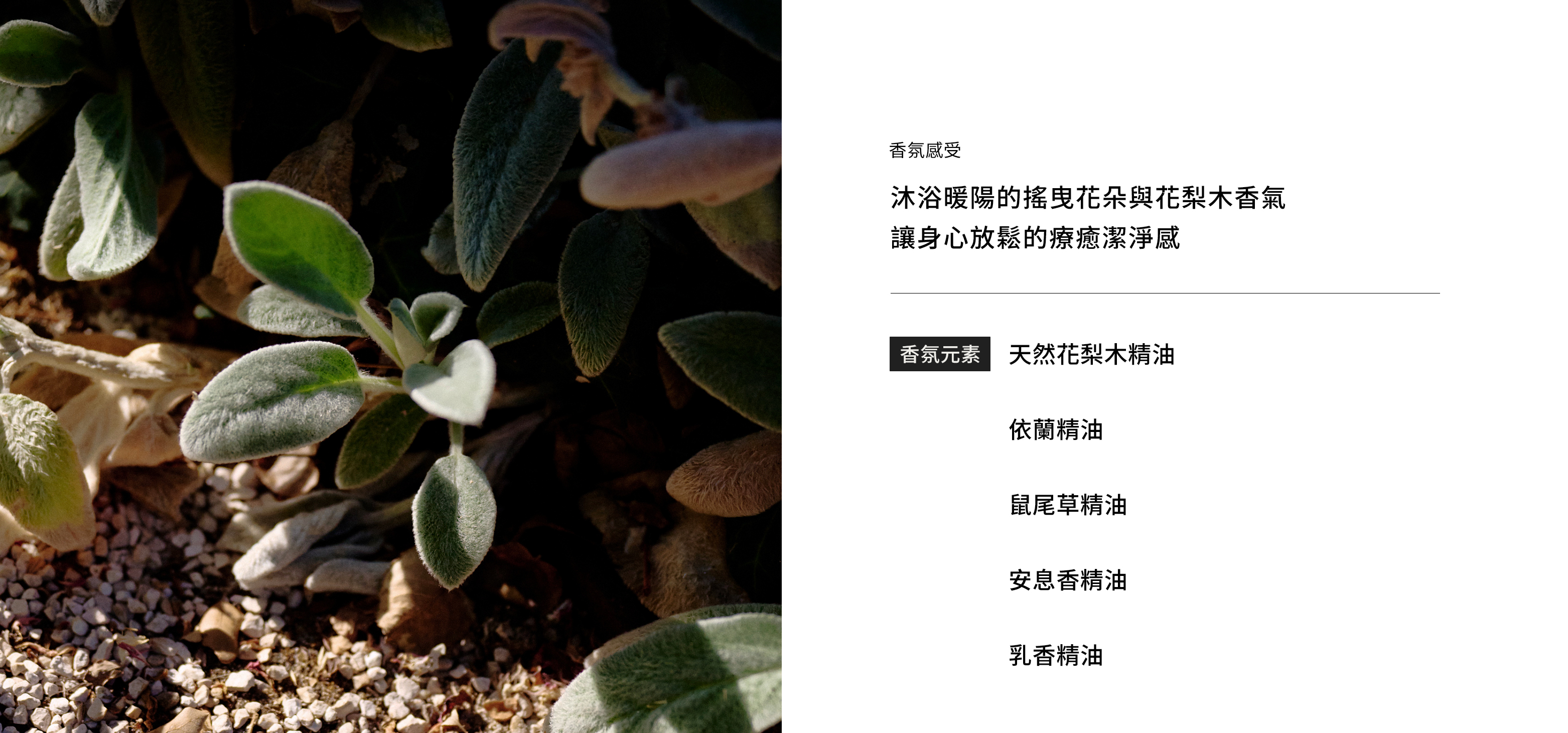 沙棘植萃卸妝霜