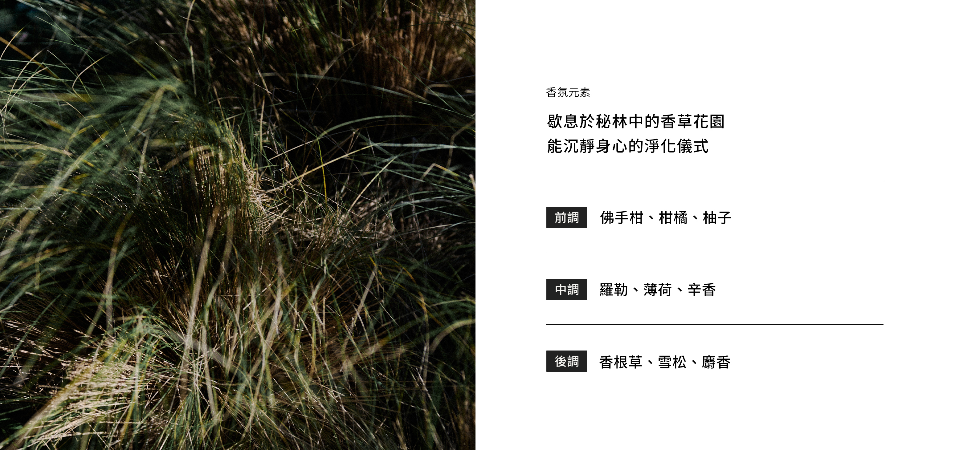 豐盈淨化洗髮露