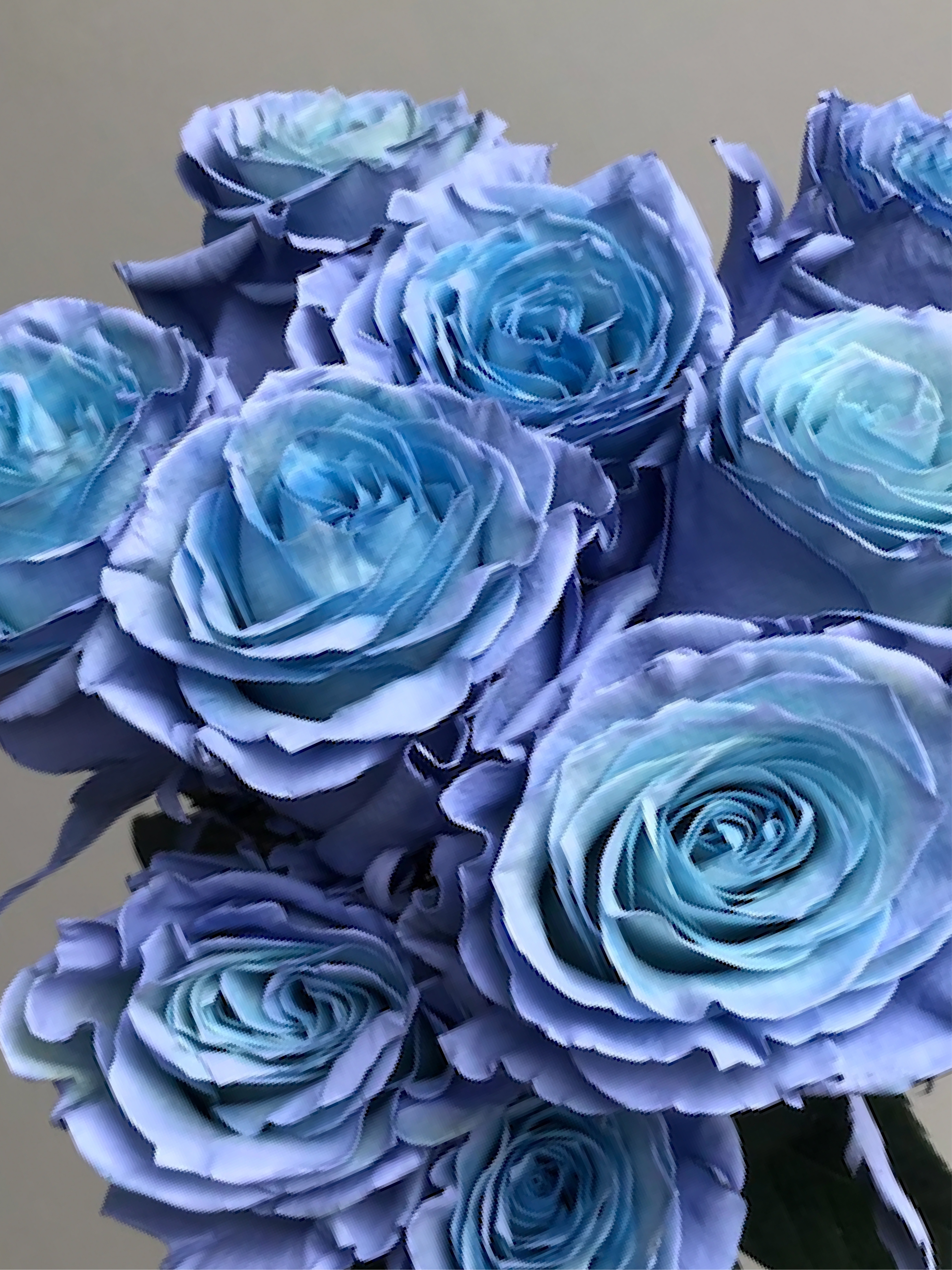Bellerina．芭蕾女伶 進口玫瑰鮮花束