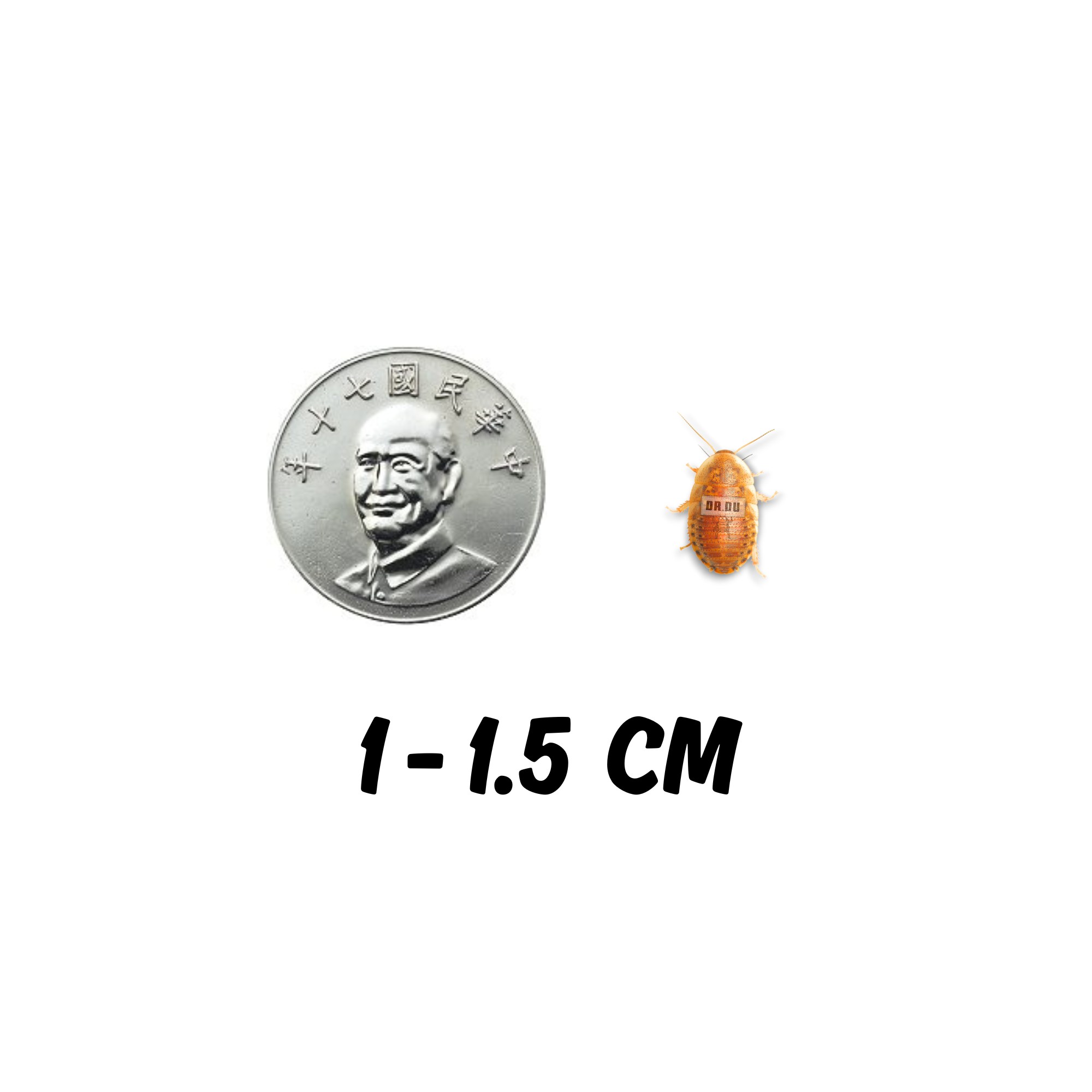 黃金杜比亞 S