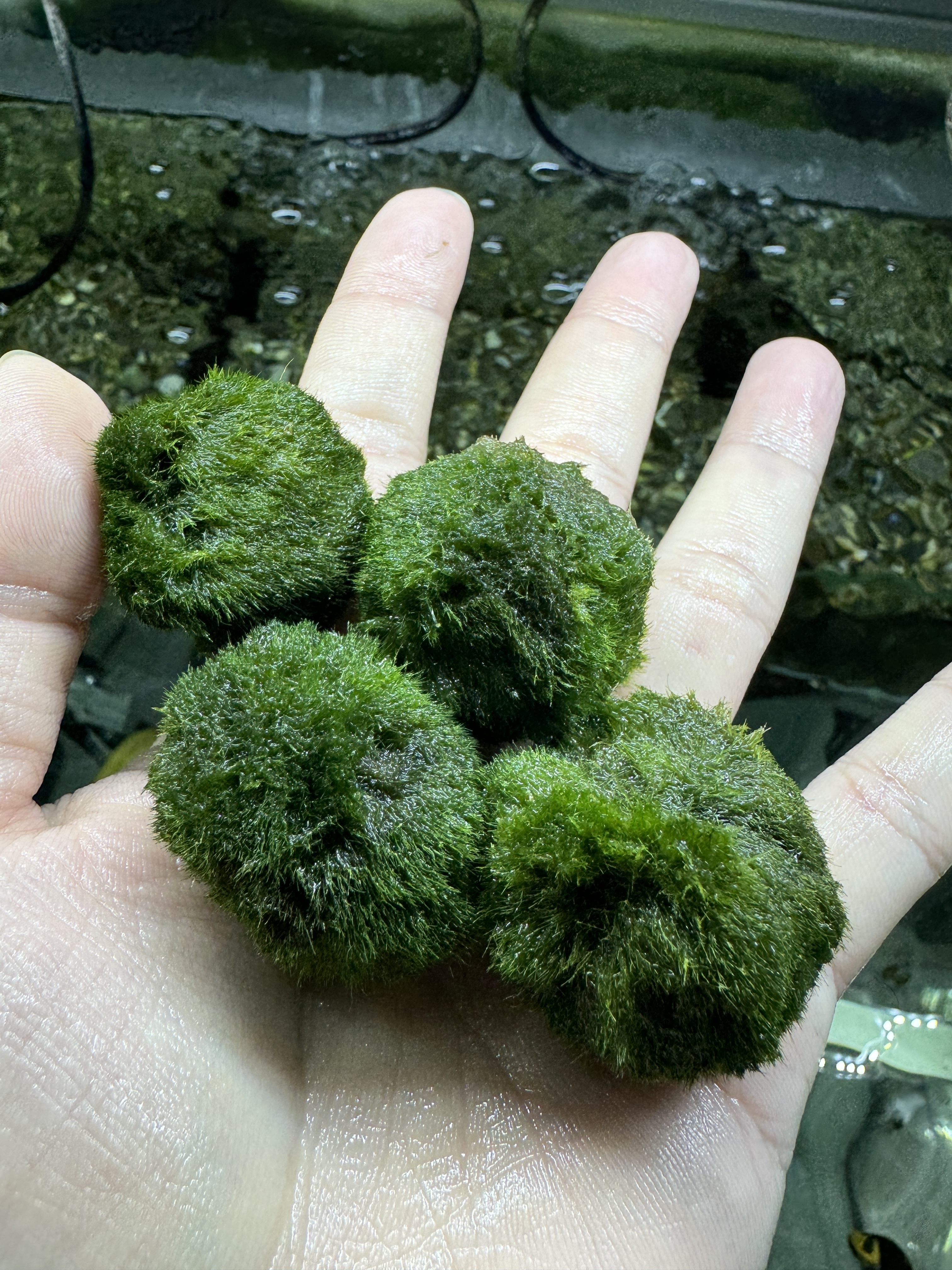 綠藻球3-4cm