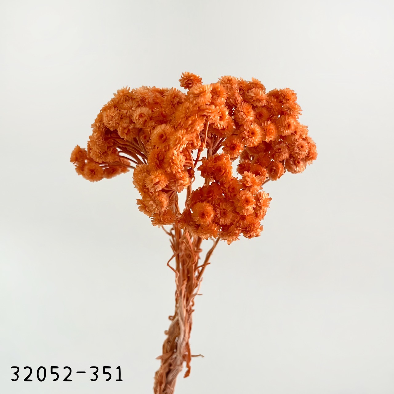 日本乾燥蠟菊 32052-351