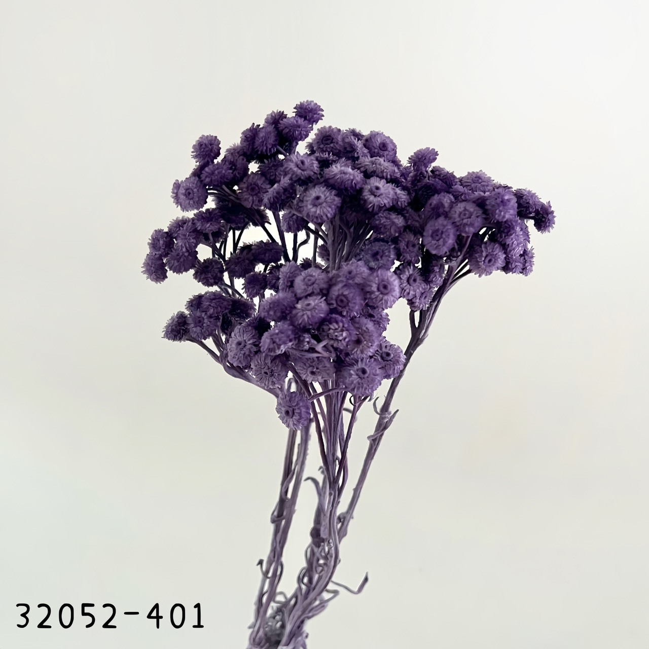 日本乾燥蠟菊 32052-401