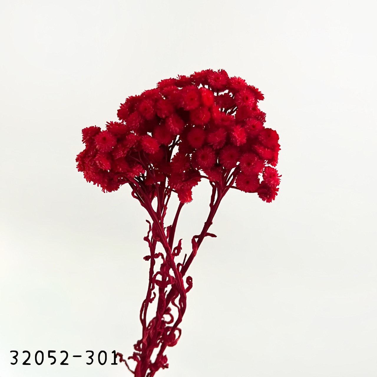 日本乾燥蠟菊 32052-301