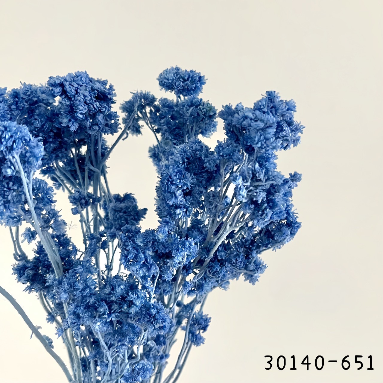 日本不凋歐芹 30140-651