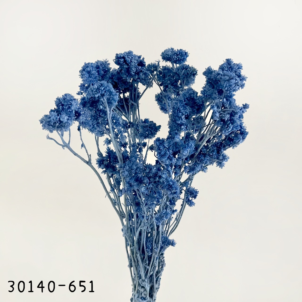日本不凋歐芹 30140-651