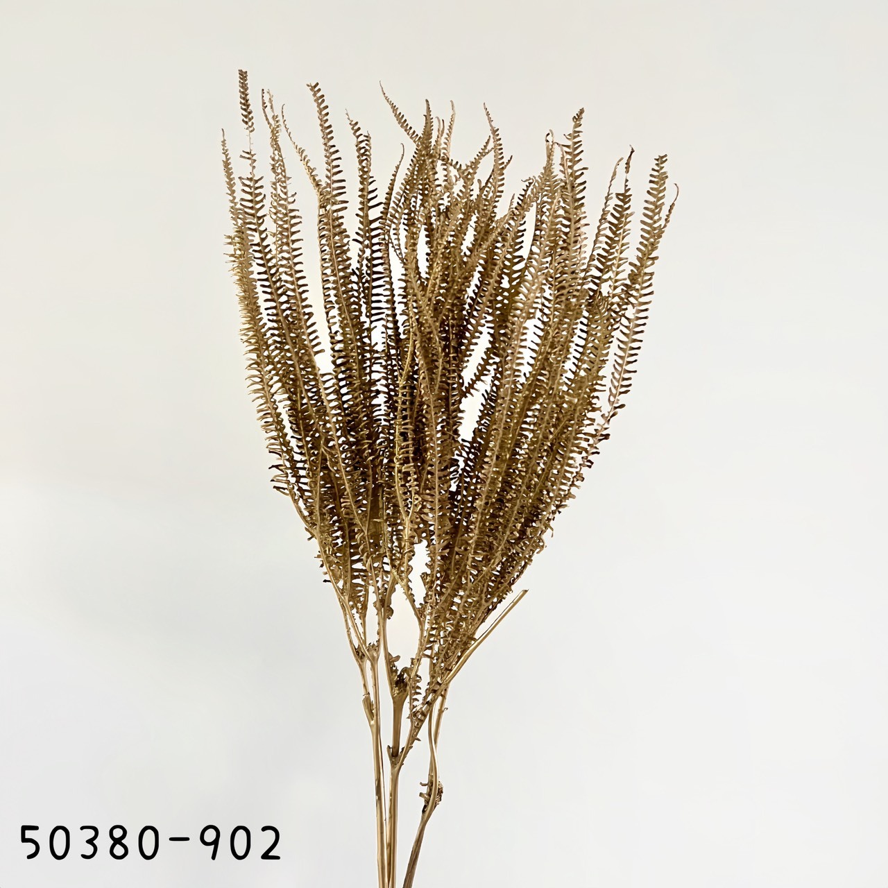 日本不凋卷娟蕨50380-902