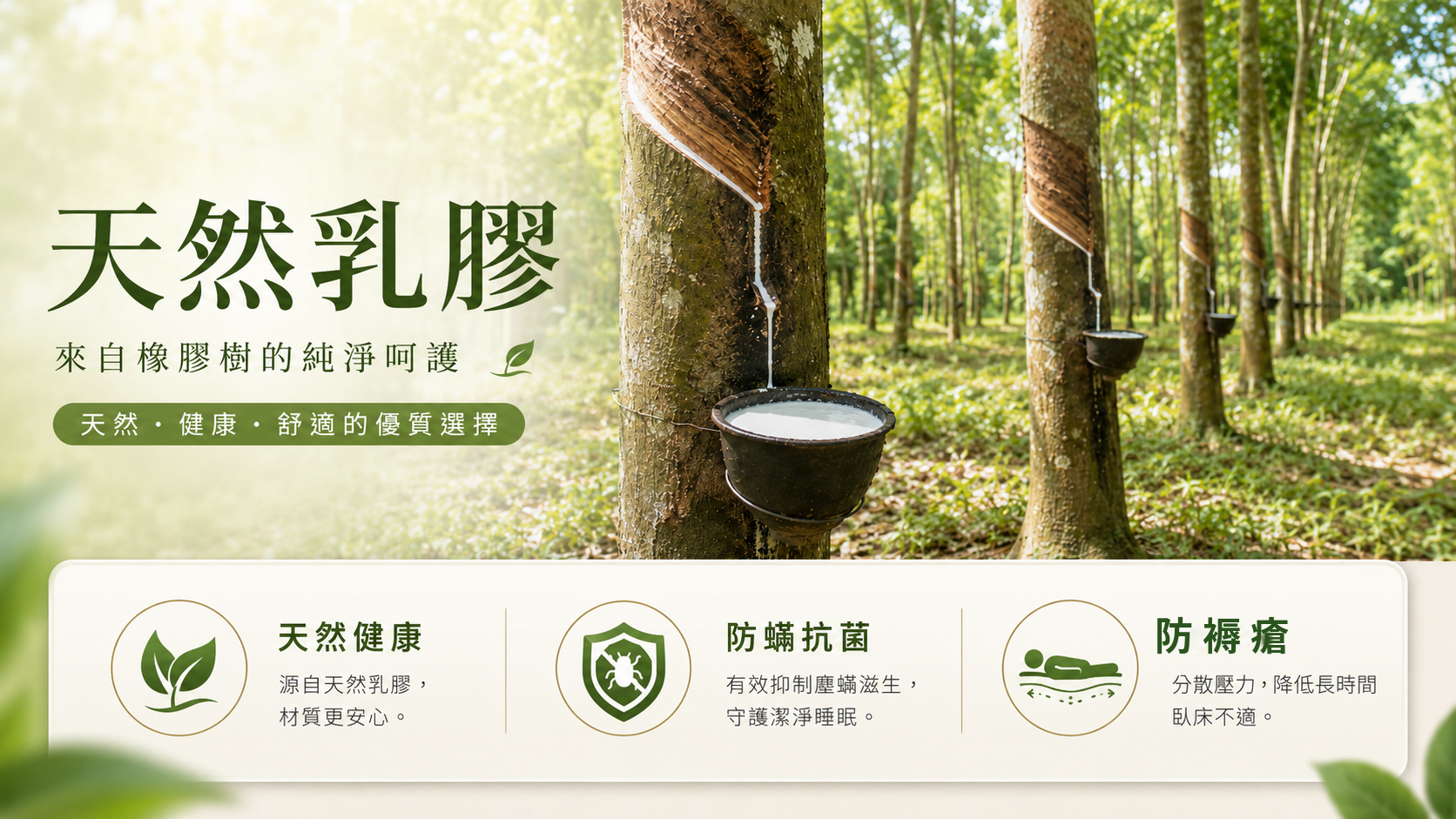 天然乳膠源自橡膠樹汁液的純淨呵護