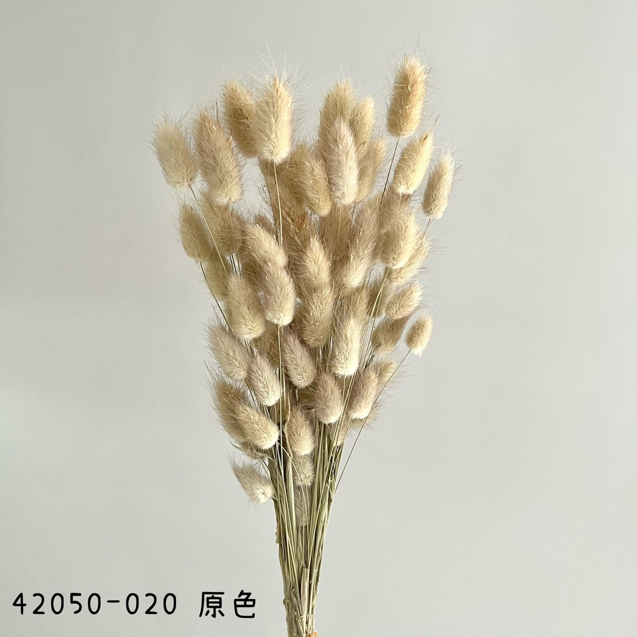 Lagurus