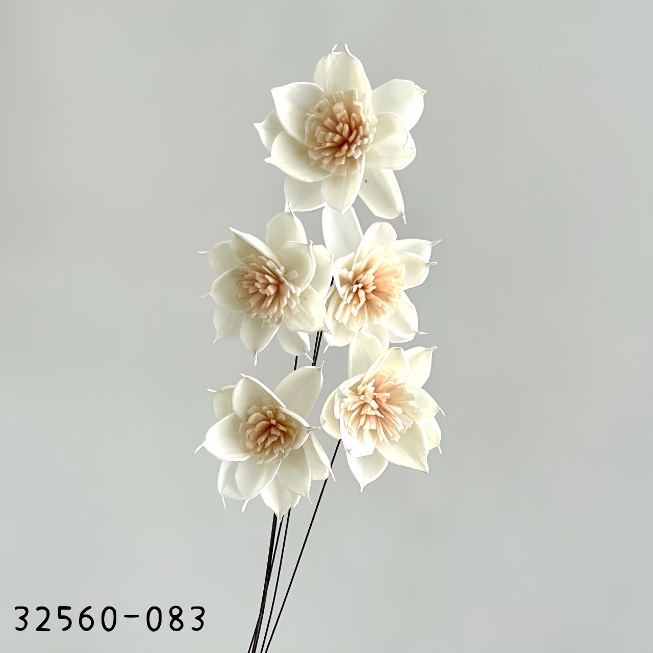 日本索拉鐵線蓮 32560-083