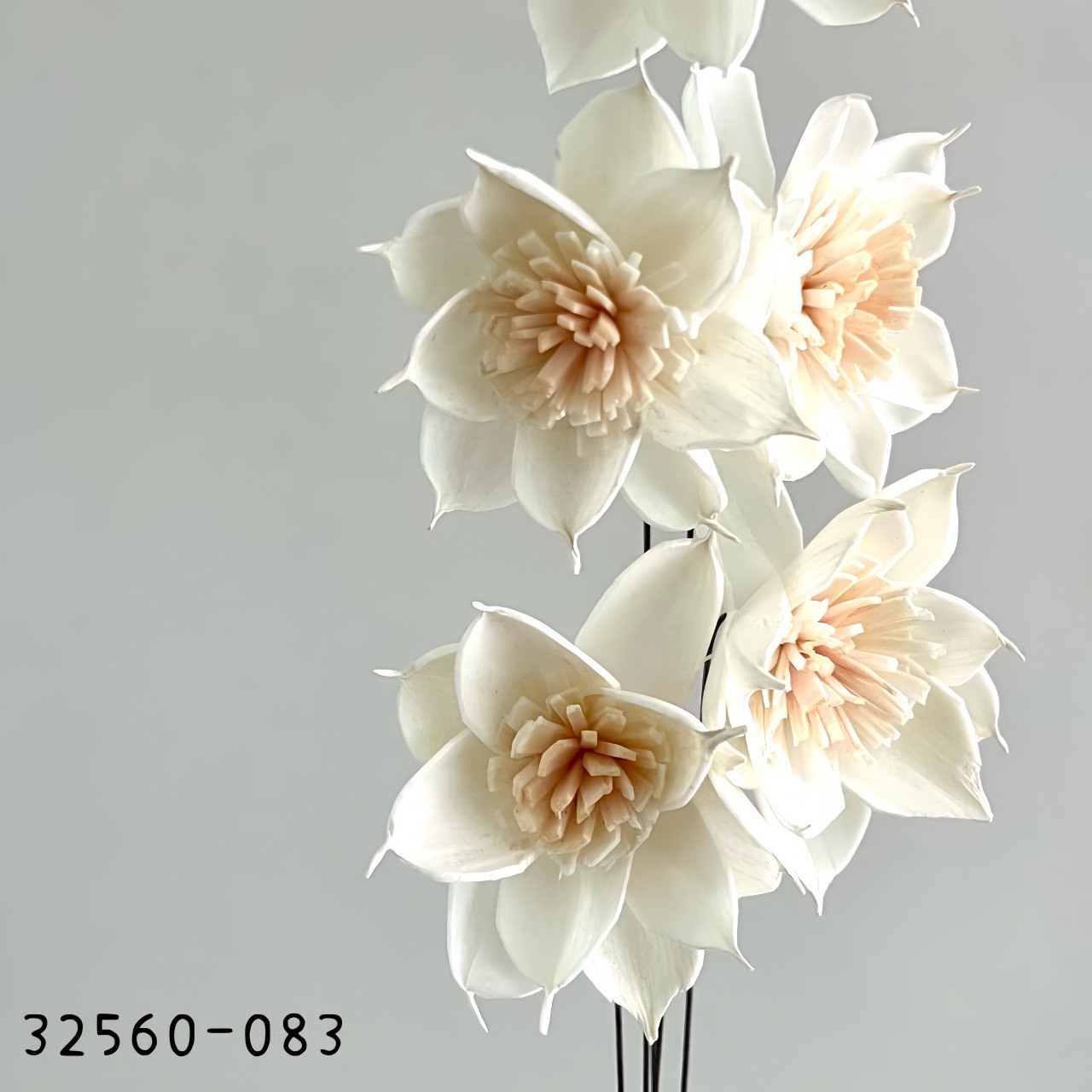 日本索拉鐵線蓮 32560-083
