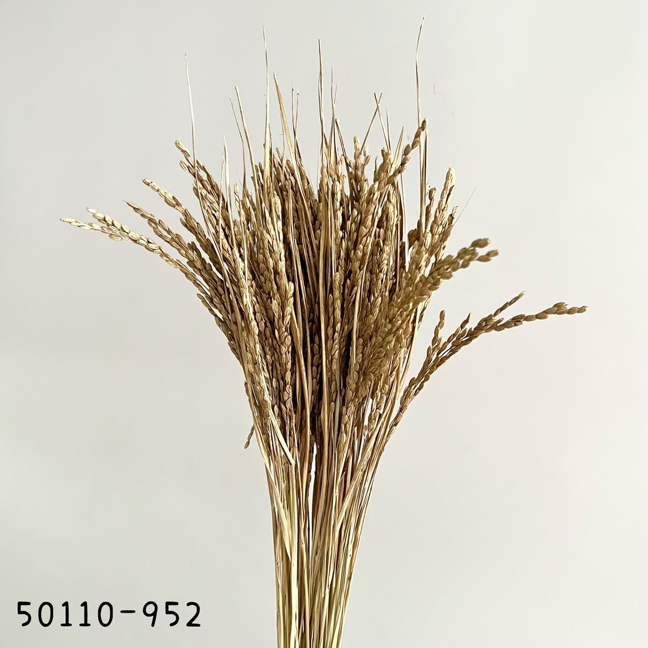 日本乾燥稻穗 50110-952