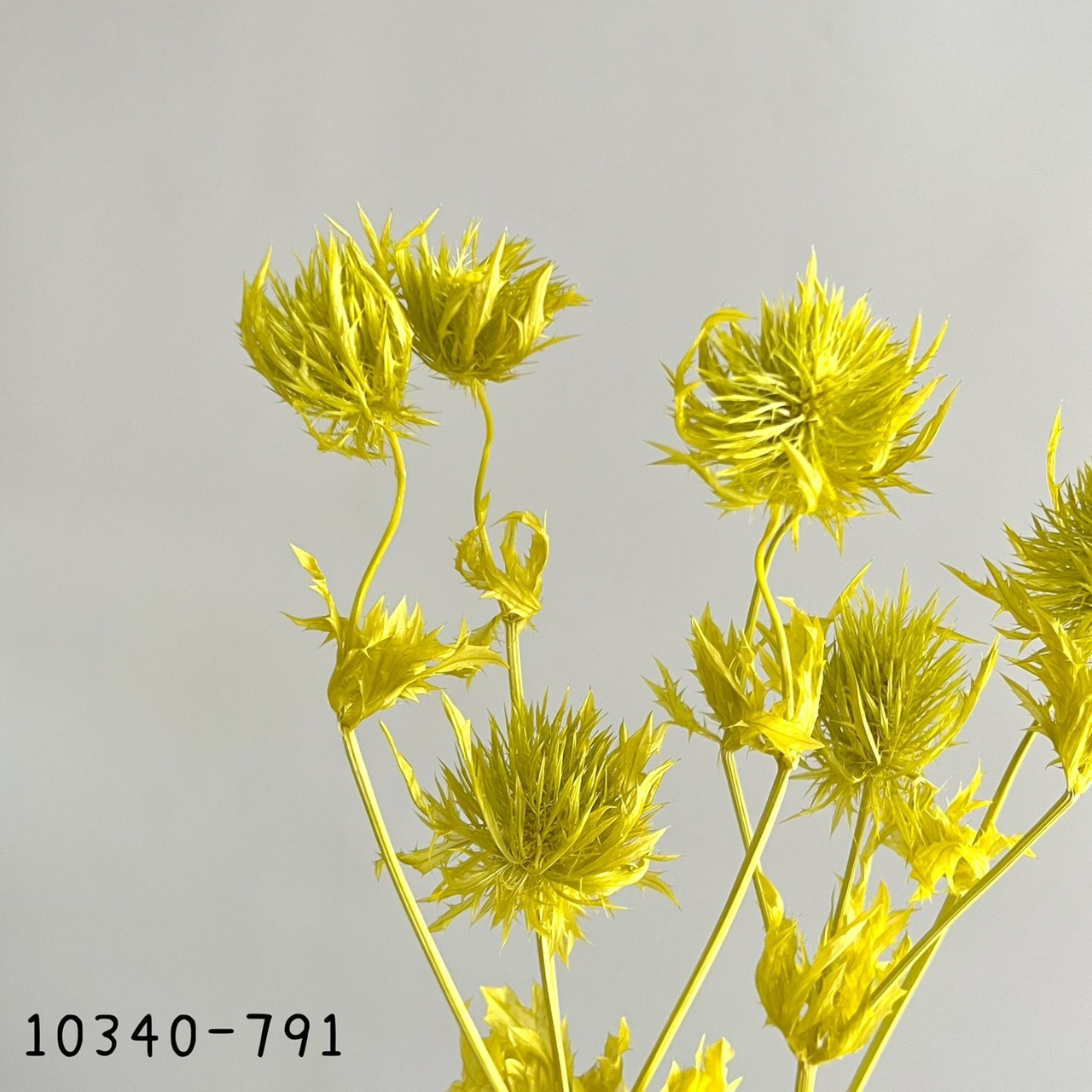 日本不凋薊花10340-791