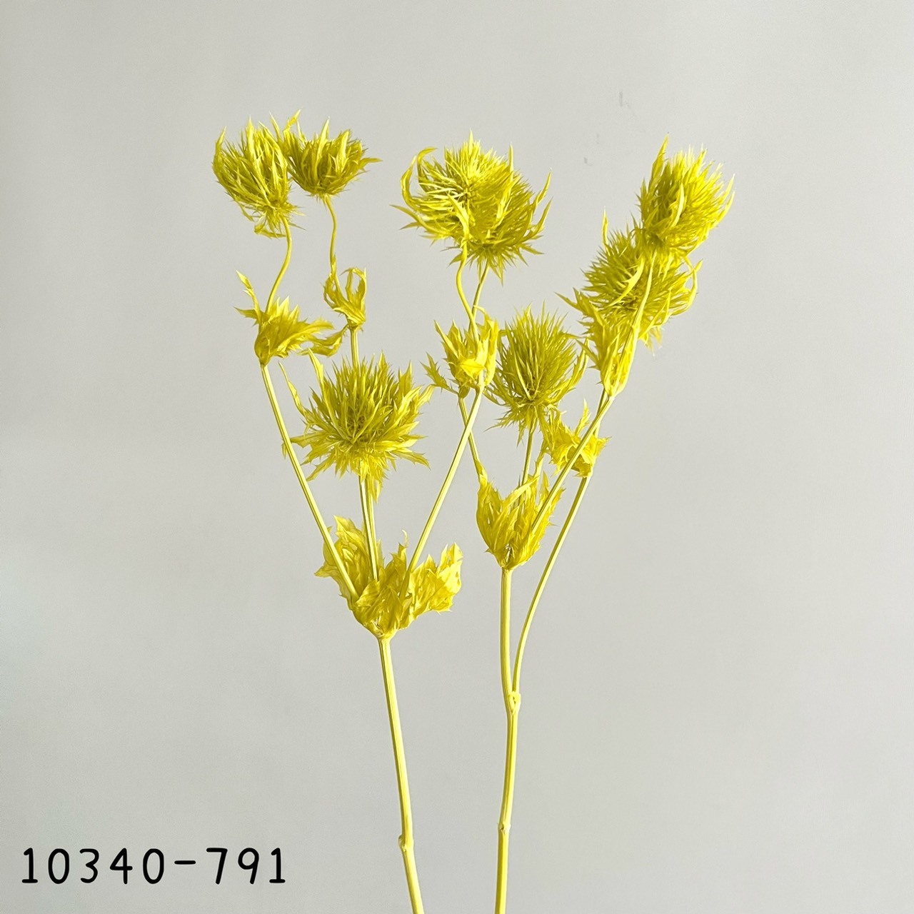 日本不凋薊花10340-791