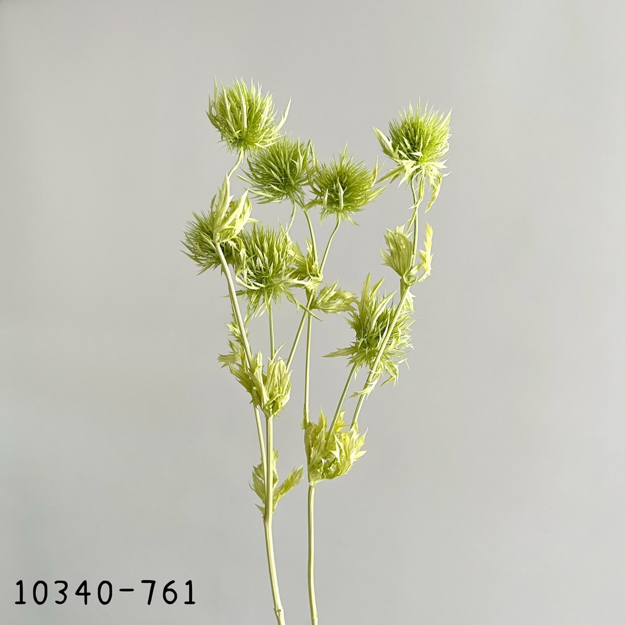 日本不凋薊花10340-761