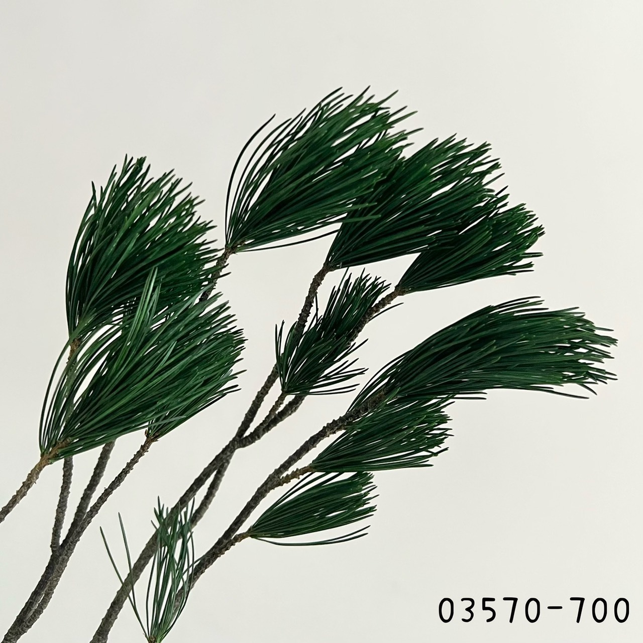 日本不凋五葉松 03570-700