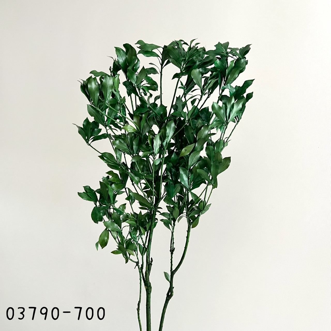 日本不凋馬醉木 03790-700