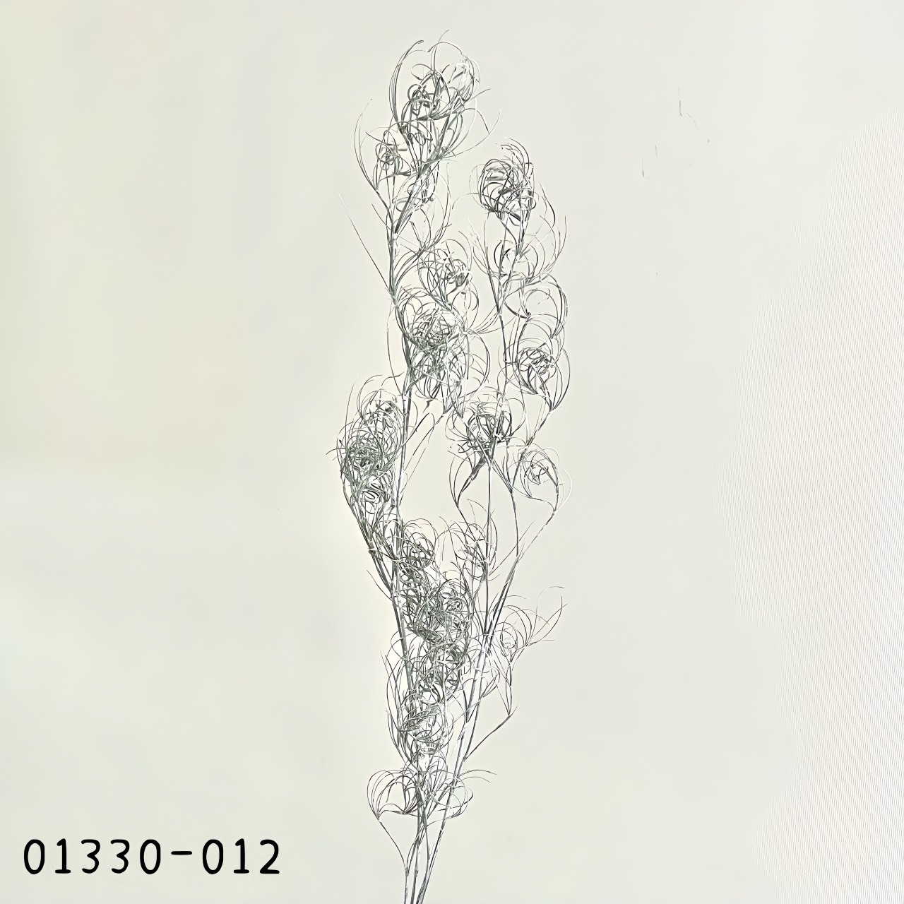 不凋卷絲耳 01330-012