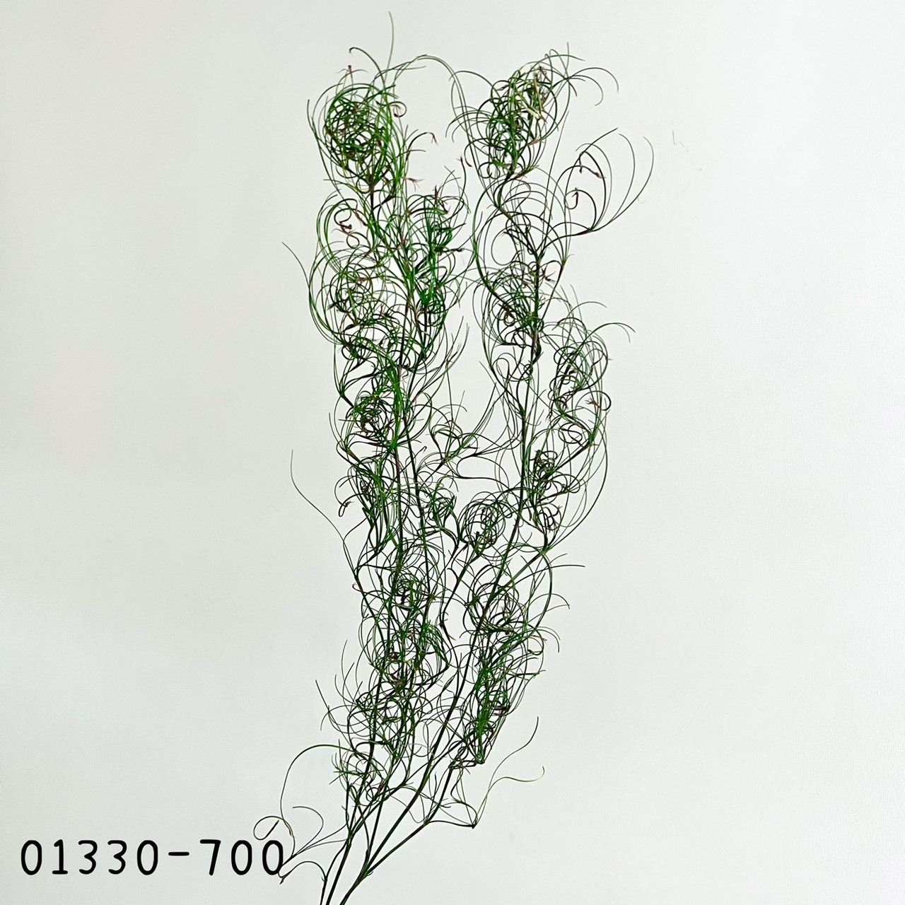 不凋卷絲耳 01330-700