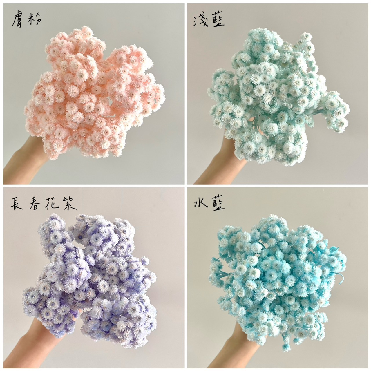 義大利乾燥蠟菊