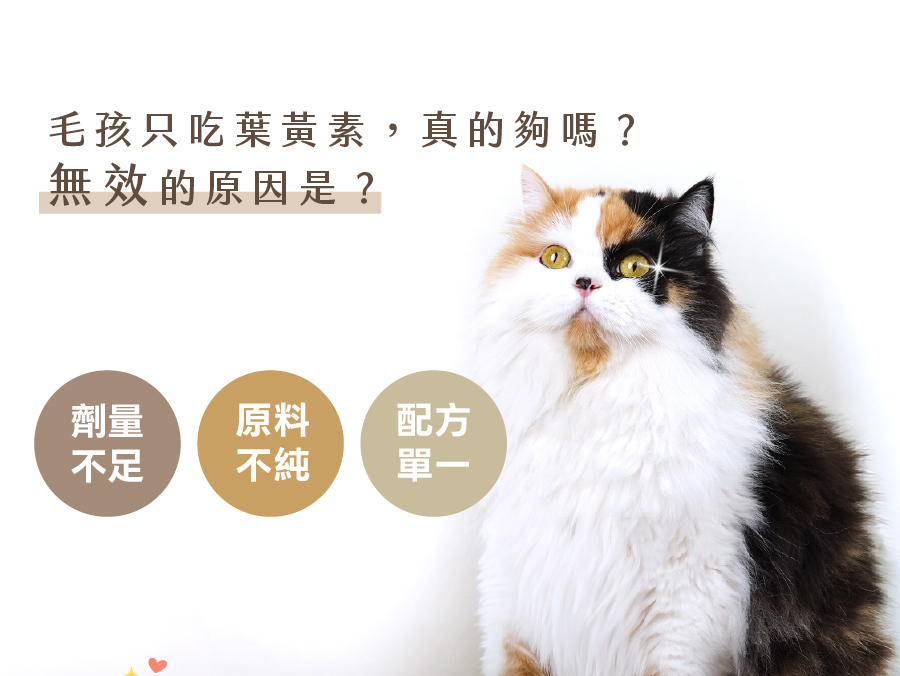 貓狗葉黃素怎麼吃才有效?歸毛家族視力寶打破單一配方瓶頸,給予寵物眼睛真正有感的全方位滋養。