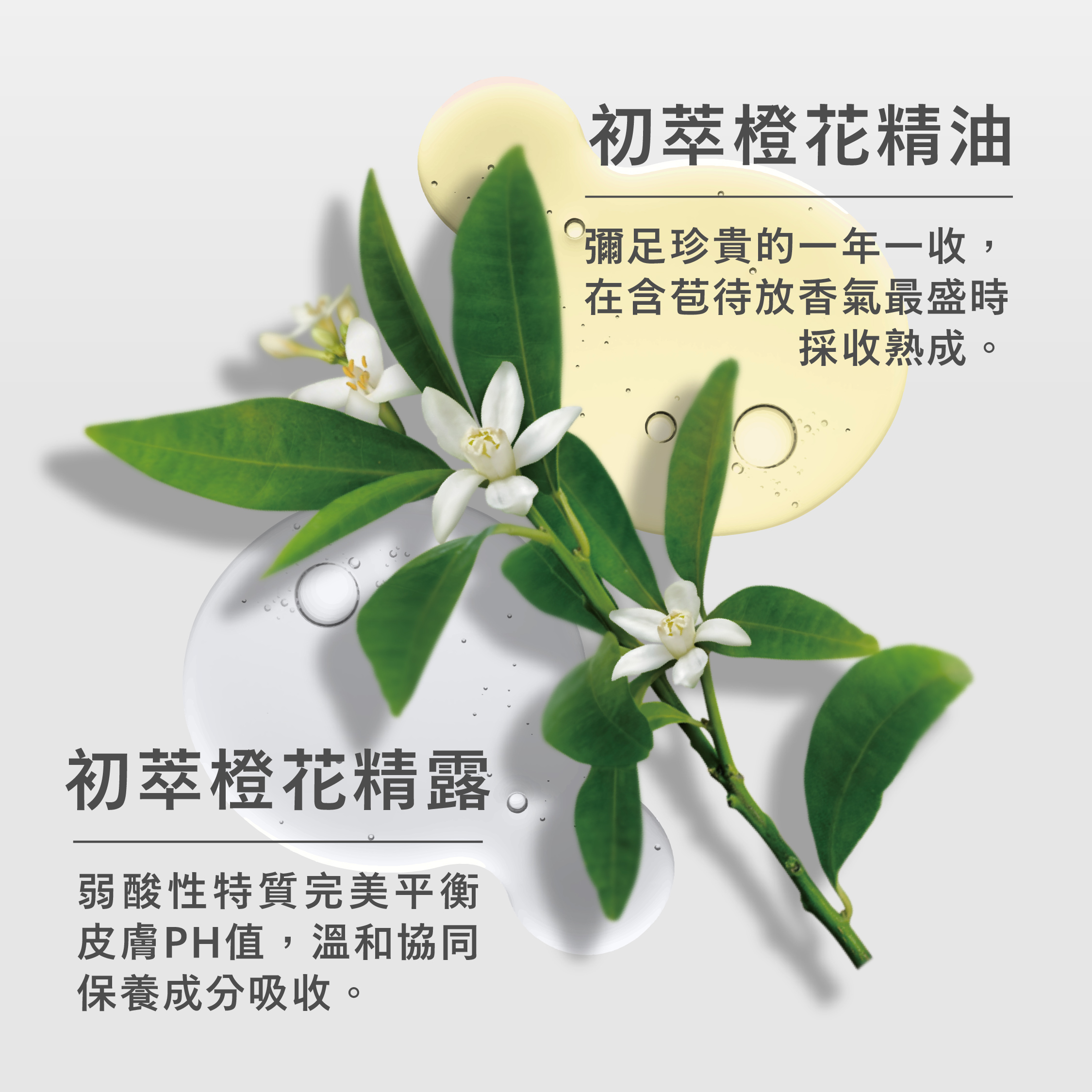 淨緻橙花潤白保養系列｜潤白提亮暗沉蠟黃・養出透亮陶瓷肌｜芙彤園