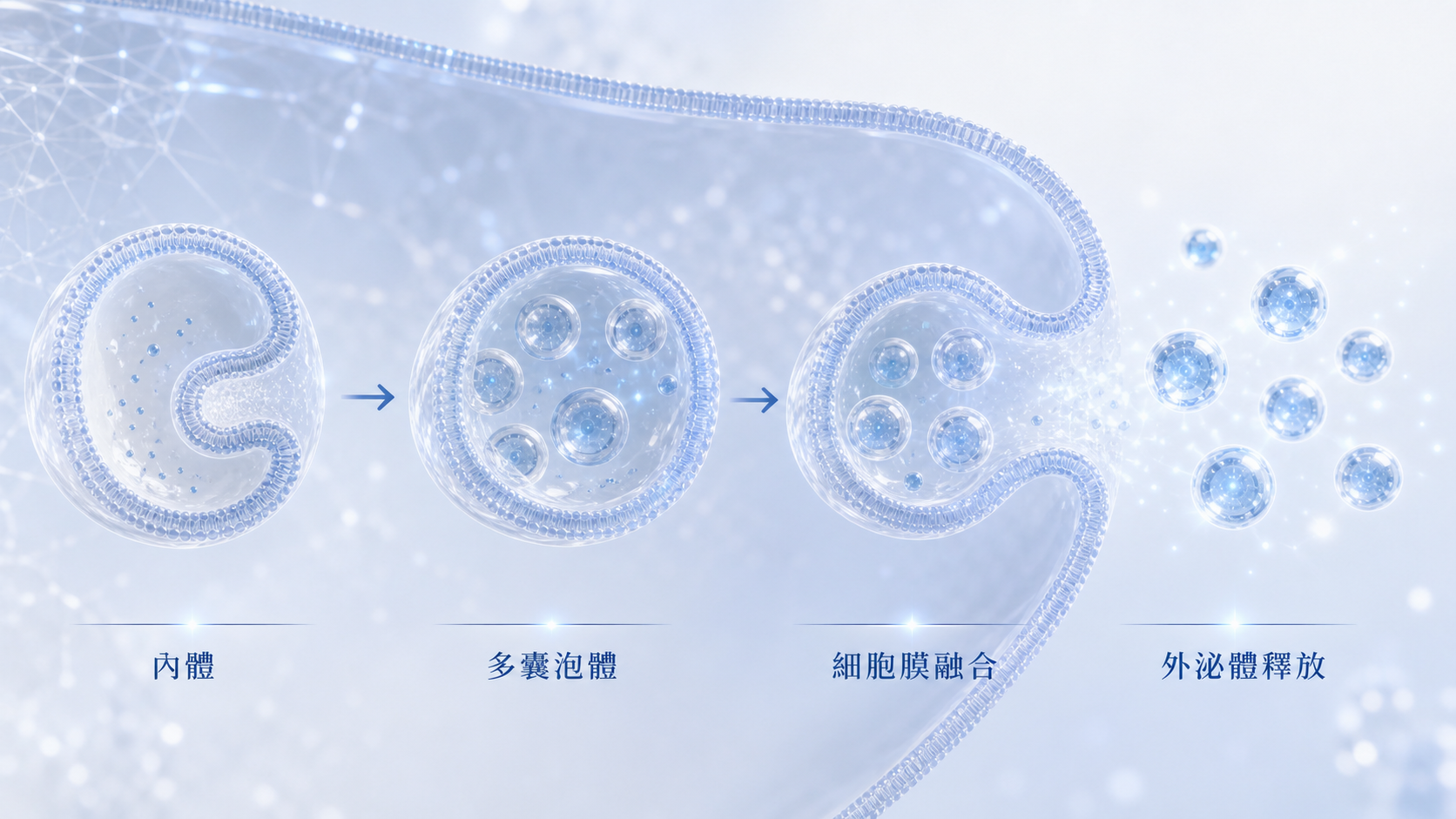 外泌體從內體、多囊泡體到細胞膜融合釋放的形成過程