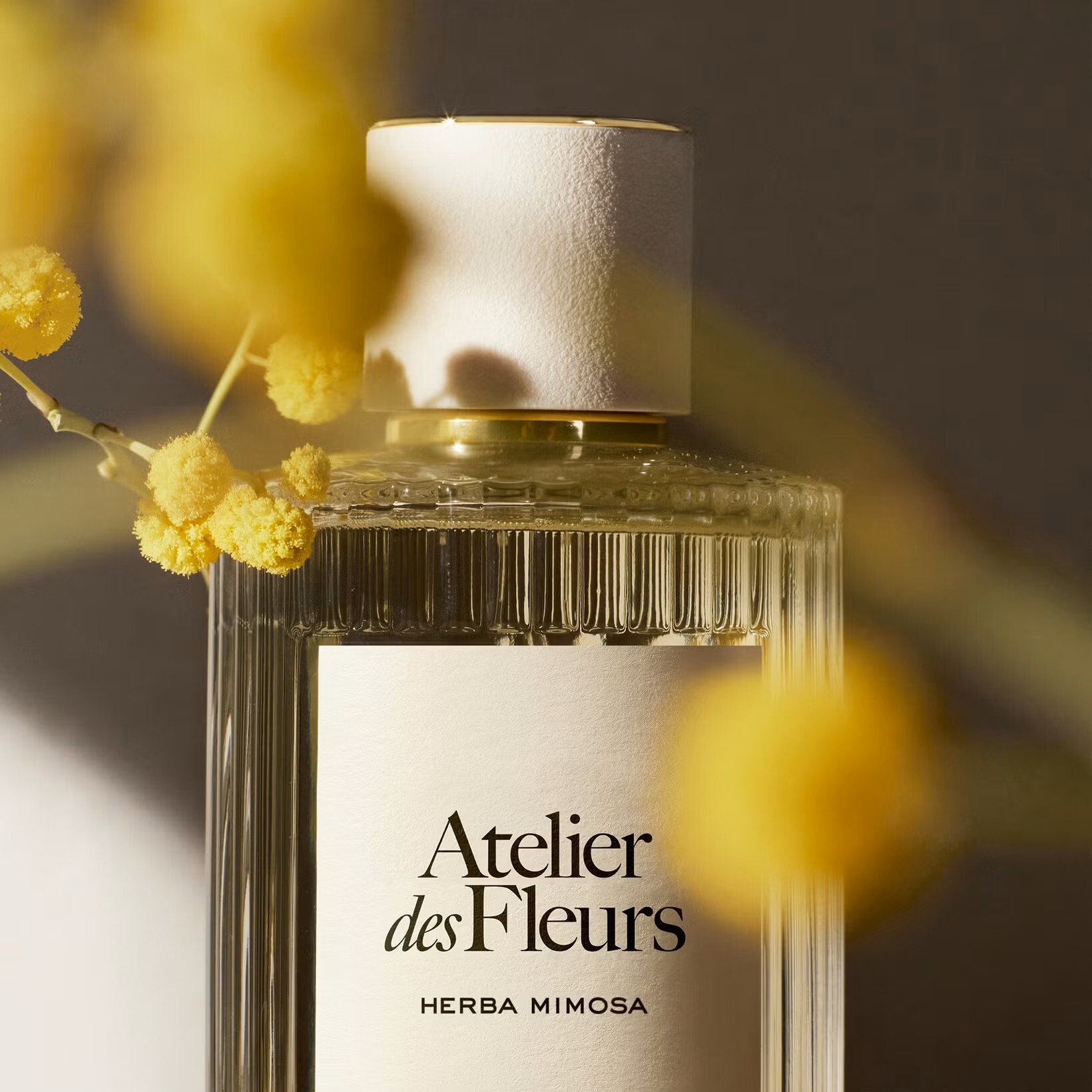 Chloe 仙境花園系列濃香氛-淺吻含羞草Herba Mimosa50ml
