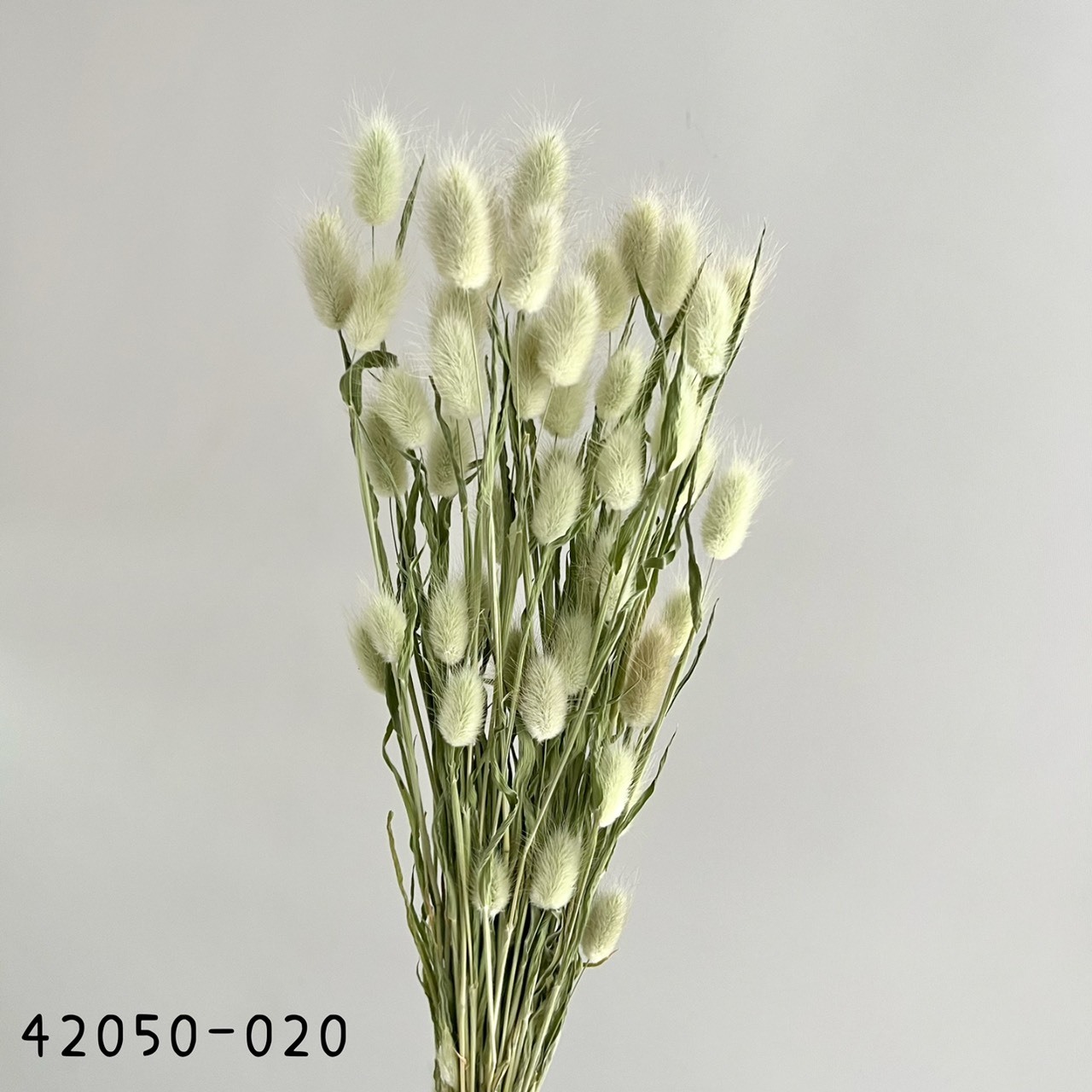 Lagurus