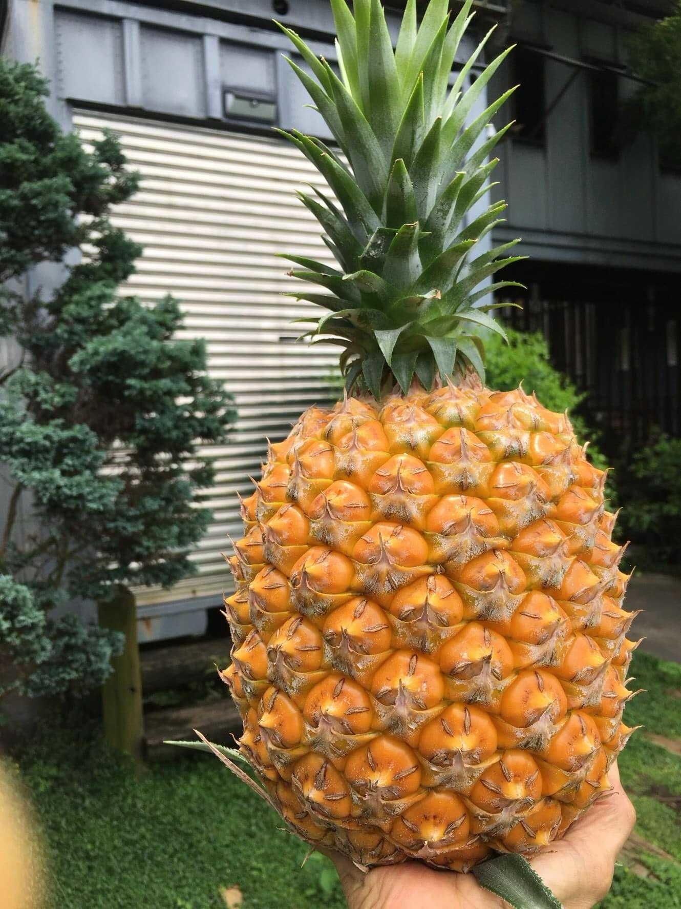 (團購)西瓜鳳梨(廠商宅配寄送)