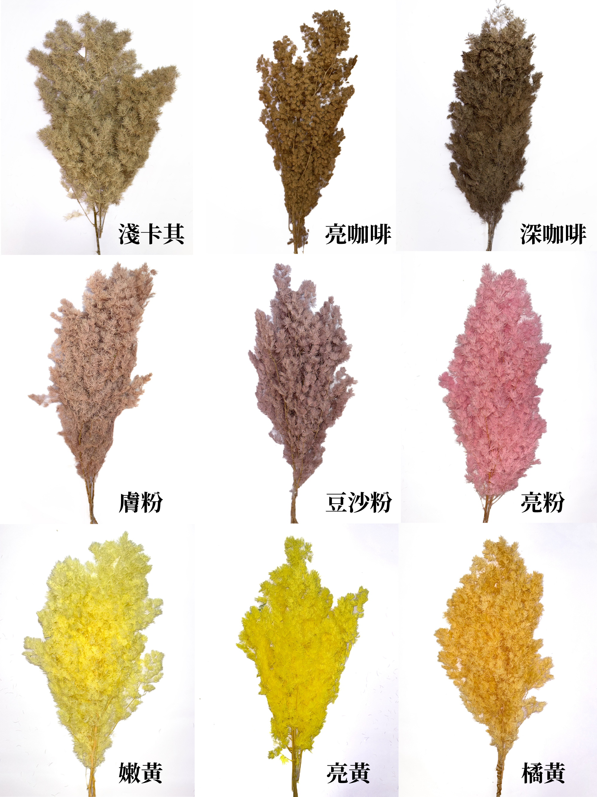 不凋蓬萊松（多色）