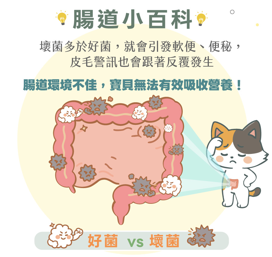 歸毛家族腸道小百科，說明犬貓壞菌多於好菌會引發軟便與便秘，宣導補充益生菌對寵物營養吸收的重要性。