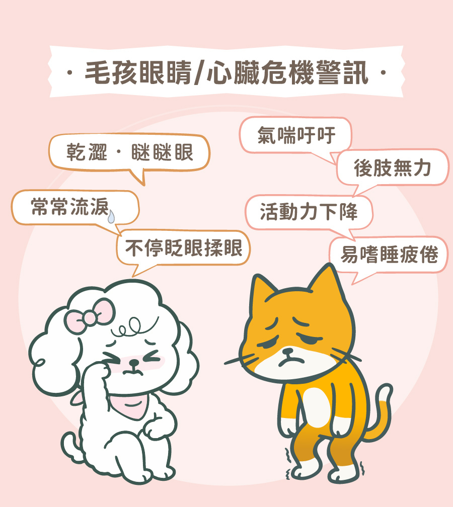 歸毛家族護心寶與視力寶提示:貓狗流淚、氣喘、後肢無力等眼睛與心臟警訊,需及早進行日常保健。
