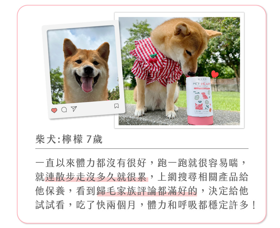 7歲柴犬體驗歸毛家族護心寶,改善散步容易喘的困擾,真實回饋分享如何維持毛孩體力與呼吸穩定。