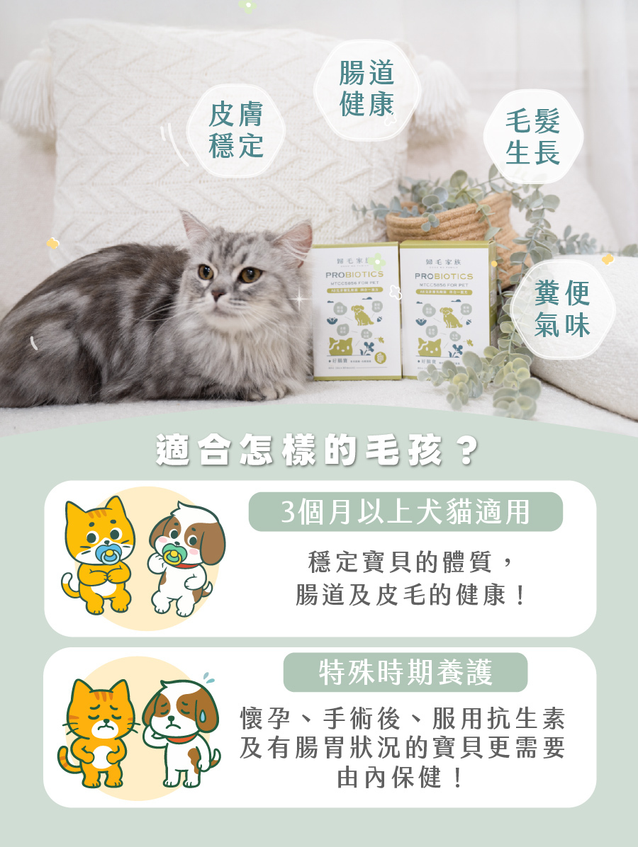 歸毛家族好腸寶寵物益生菌適合怎樣的毛孩?幫助貓狗腸道健康、皮膚穩定、毛髮生長與改善糞便氣味。3個月以上犬貓適用以穩定體質,更適合懷孕、手術後、服用抗生素及有腸胃狀況的寶貝由內保健。