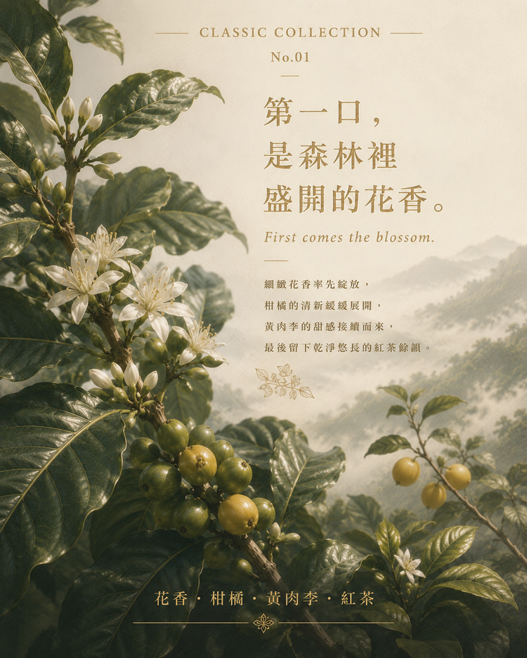 靜山｜衣索比亞 西達馬 班莎鎮 薩佳拉 黑騎村 水洗｜咖啡豆 227g