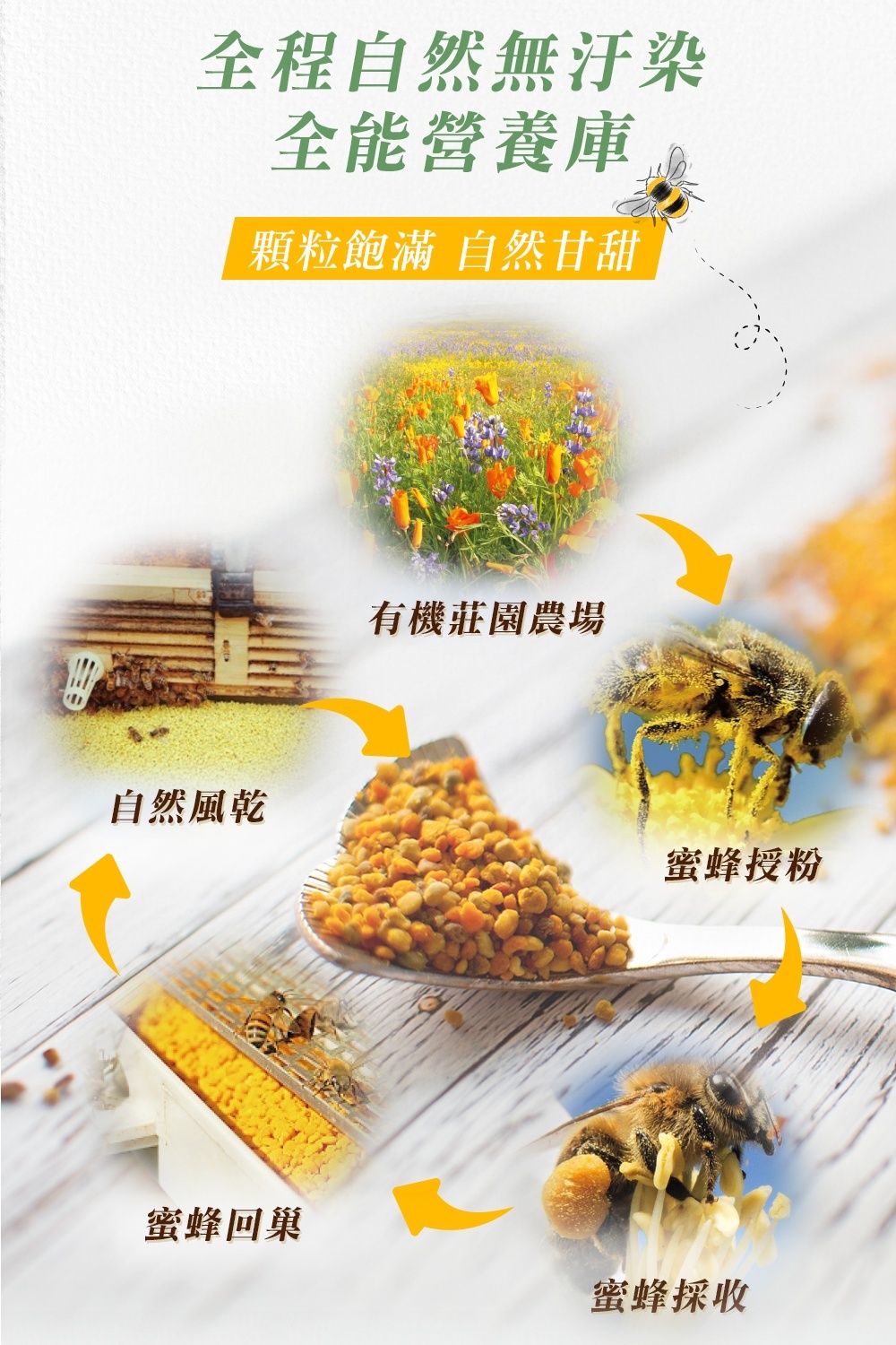 法國瑪莉家族有機七彩蜂花粉的生產流程示意圖。圖中包含五個圓形插圖,以箭頭依序標示出蜂花粉的天然製程:1. 蜜蜂採集:蜜蜂在純淨的有機莊園農場中採集百花;2. 蜜蜂授粉與回巢:蜜蜂身上沾滿花粉並帶回蜂巢;3. 自然風乾:採集到的花粉粒在蜂巢口自然掉落並經過溫和的自然風乾;4. 最終呈現:湯匙上盛滿顆粒飽滿、呈現天然深淺不一的七彩蜂花粉。上方配有「全程自然無汙染、全能營養庫、顆粒飽滿、自然甘甜」等產品特色文宣字樣。