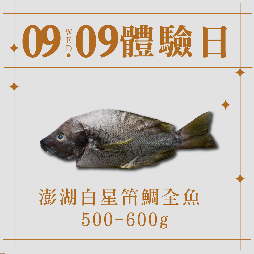 9/9體驗日｜澎湖白星笛鯛全魚 500-600g