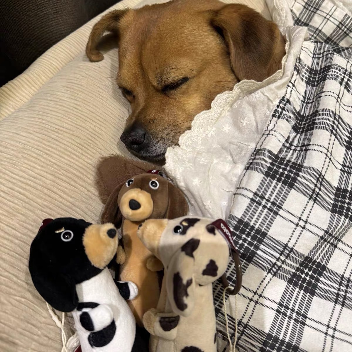 <臘腸狗爆擊🐶>PAAAATA 原創品牌 超Q臘腸狗 吊飾