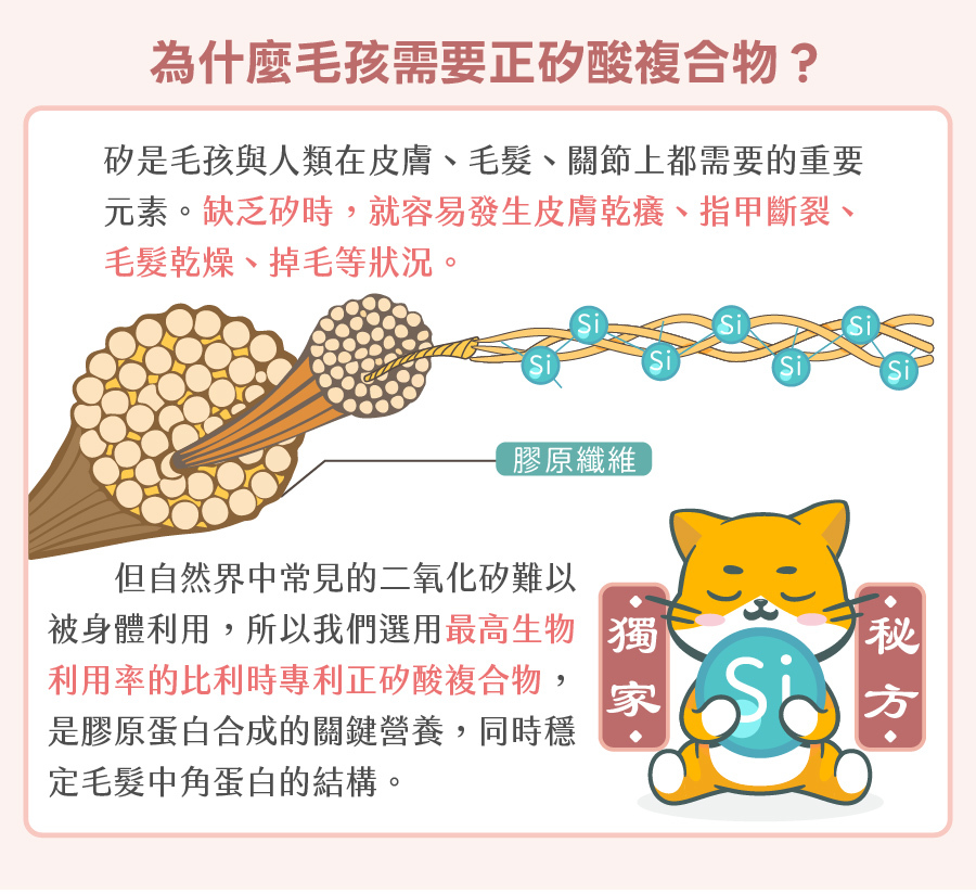 歸毛家族美膚寶嚴選專利正矽酸複合物,補充膠原蛋白合成的關鍵營養,穩定毛孩毛髮角蛋白結構並減少掉毛。
