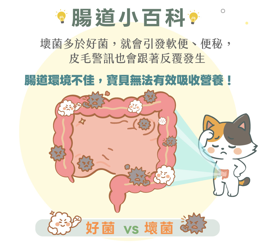 歸毛家族腸道小百科,說明犬貓壞菌多於好菌會引發軟便與便秘,宣導補充益生菌對寵物營養吸收的重要性。