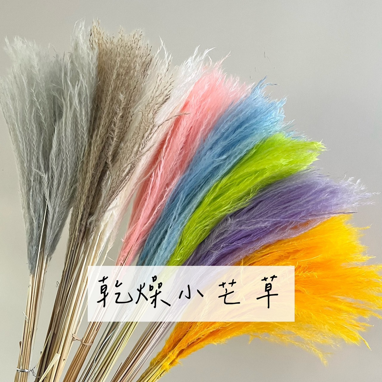 乾燥小芒草