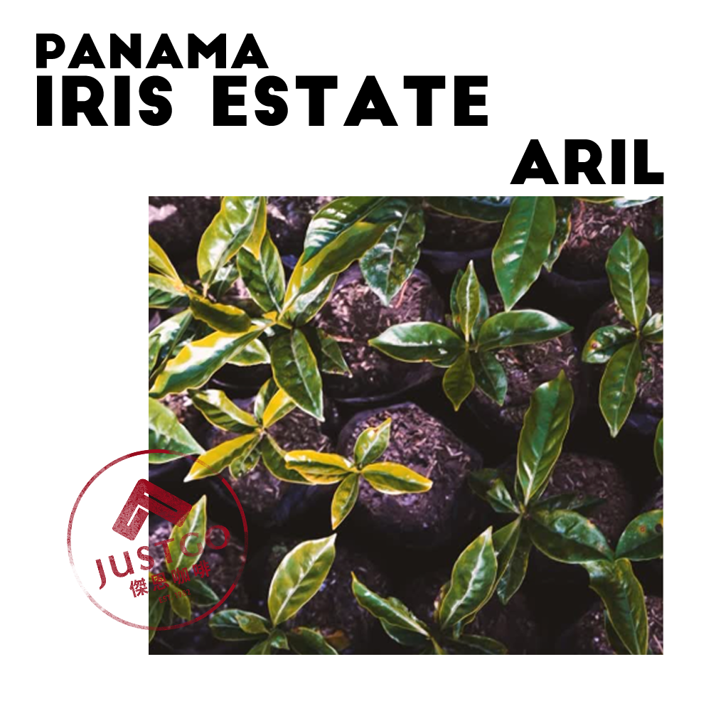 [生豆] 巴拿馬 Iris Estate Aril（果蜜）GESHA 二氧化碳浸漬延⾧發酵水洗