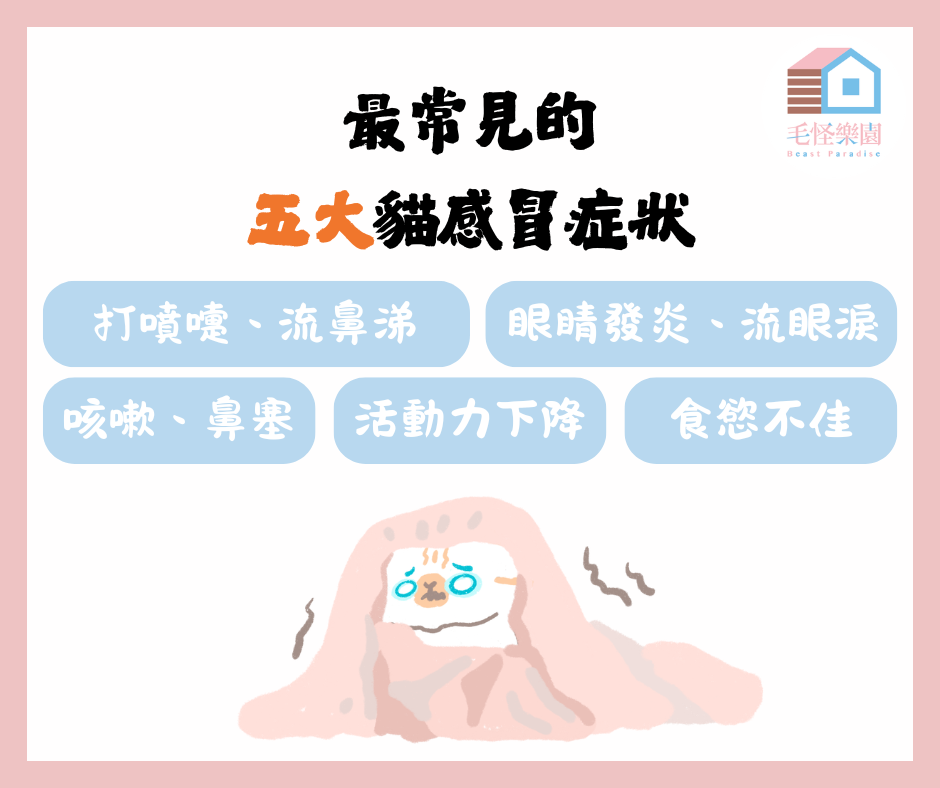 貓常見的五大感冒症狀