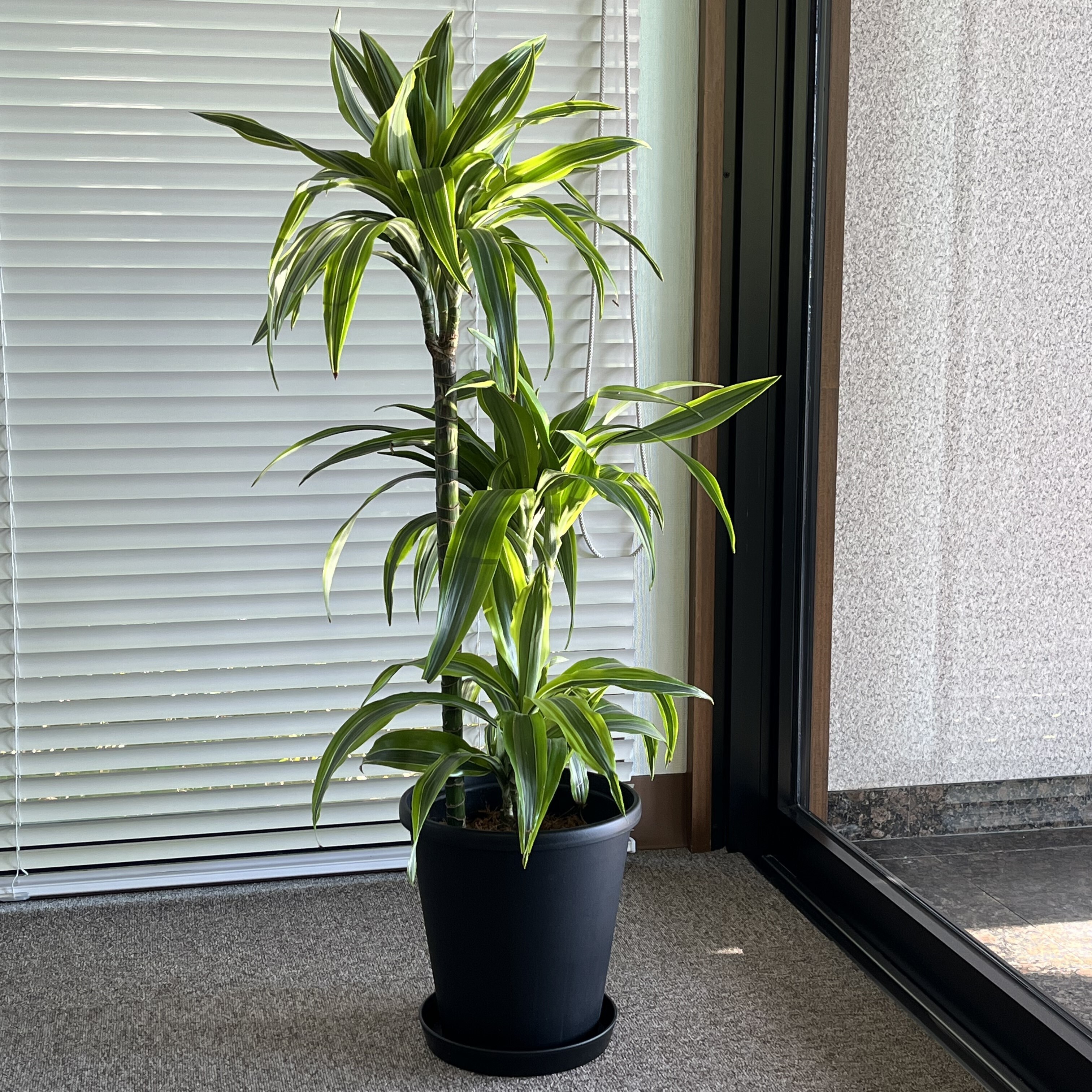 花盆/塑膠 黑 直徑23.9cm
