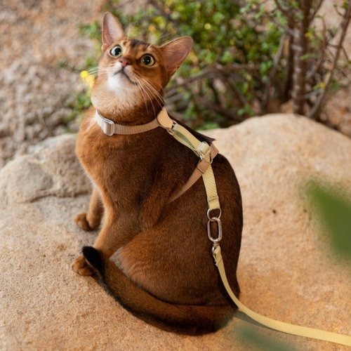 HIDREAM cat leather color-block harness and leash set. Yellow