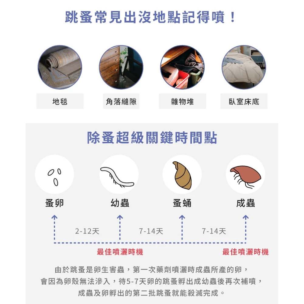 跳蚤常見出沒地點：地毯、角落縫隙、雜物堆、臥室床底，除蚤關鍵噴灑時間點對照蚤卵幼蟲蚤蛹成蟲階段
