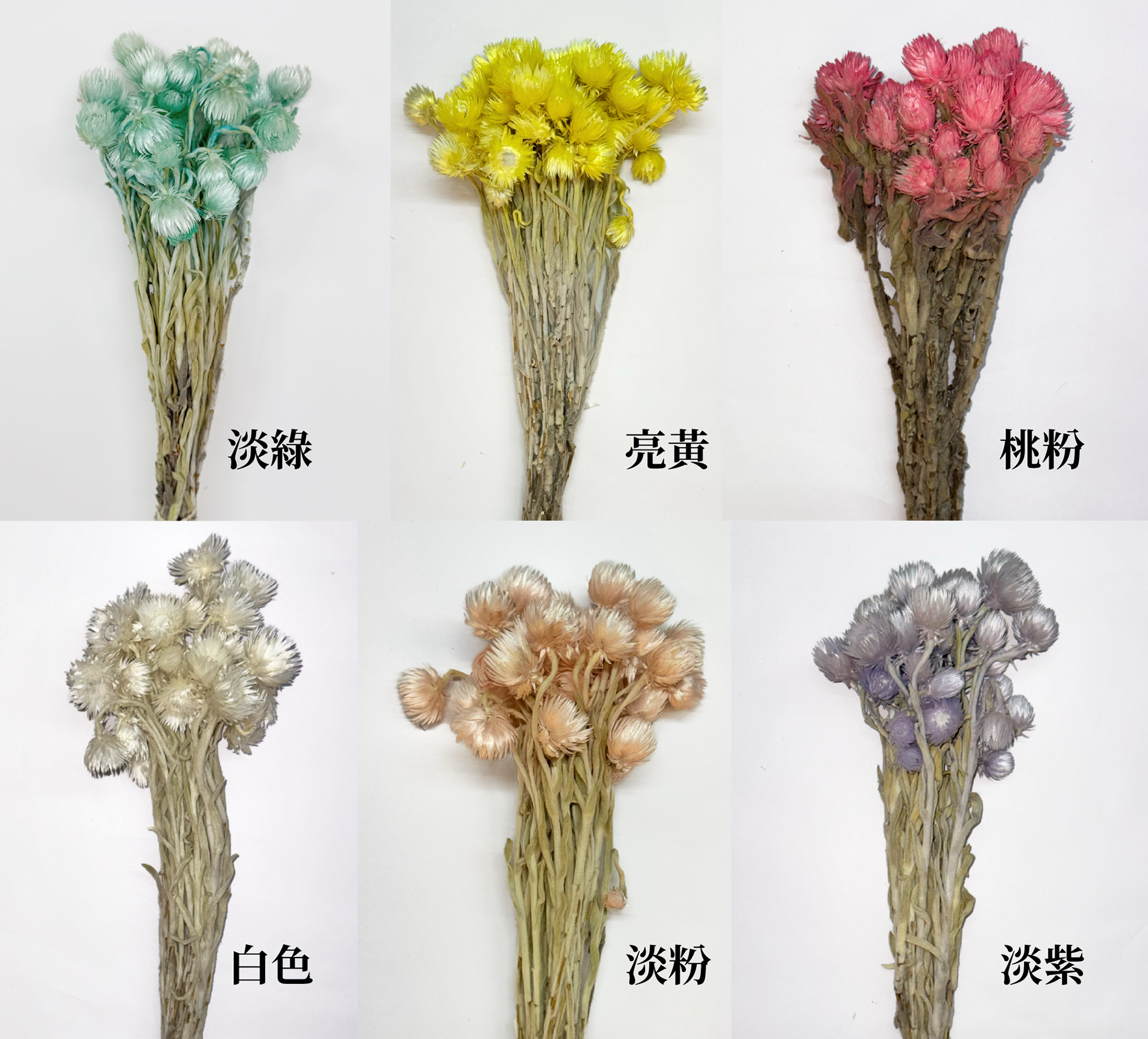 南非乾燥旱雪蓮