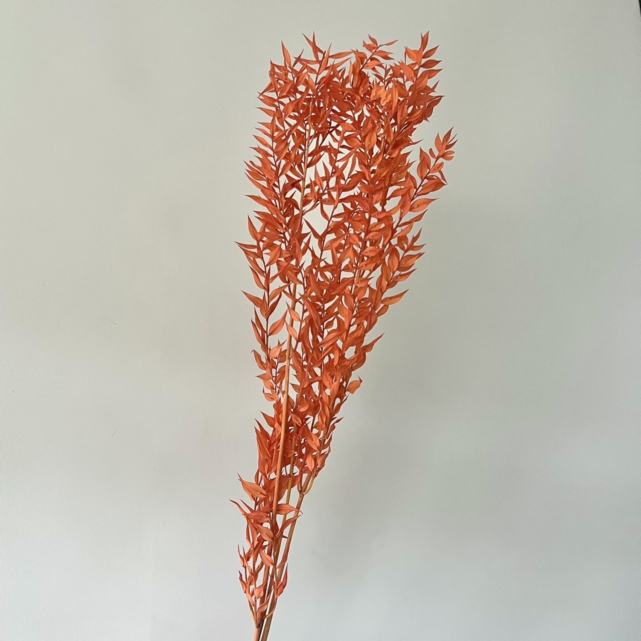 日本不凋小樺木葉 03560-301(橘紅)